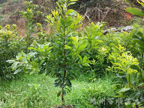 一年杯苗台梅