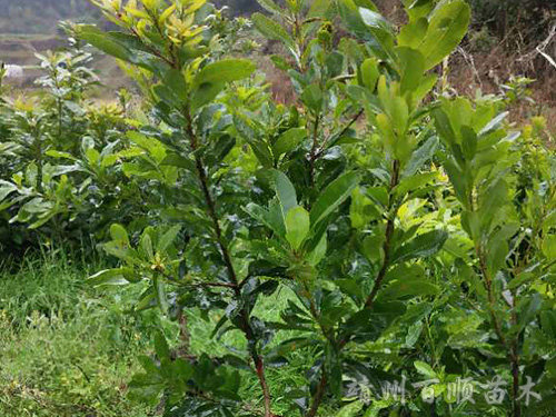 台梅一年杯苗
