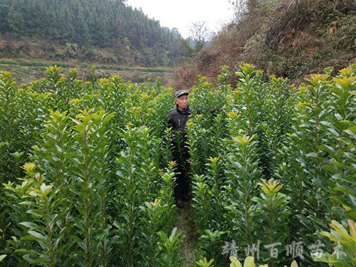嫁接杨梅苗