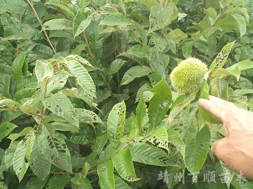 油板栗