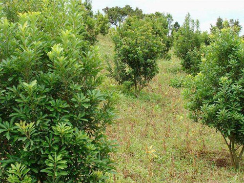 杨梅树苗种植细节及提升成活率