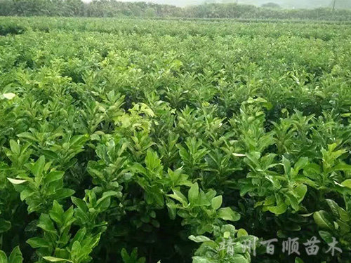 靖州县百顺家庭农场,靖州县家庭农场,苗木育苗嫁接,杨梅苗销售,板栗苗种植