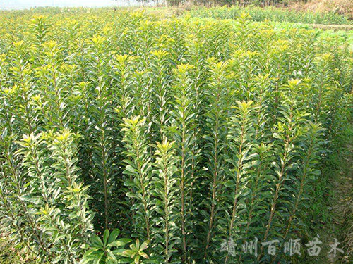 靖州县百顺家庭农场,靖州县家庭农场,苗木育苗嫁接,杨梅苗销售,板栗苗种植
