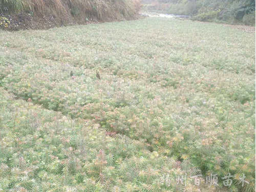 靖州县百顺家庭农场,靖州县家庭农场,苗木育苗嫁接,杨梅苗销售,板栗苗种植