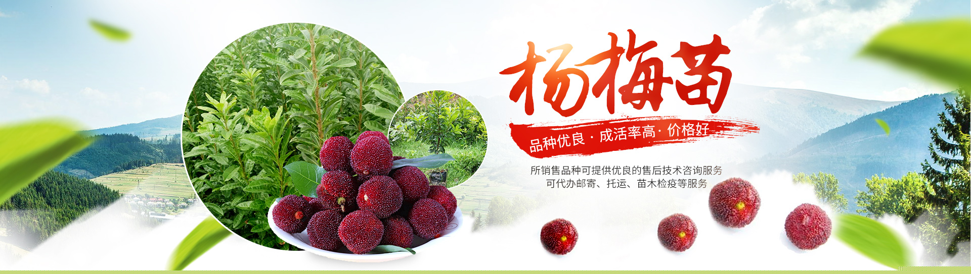 靖州县百顺家庭农场_靖州杨梅苗|靖州苗木|靖州油板栗苗|靖州杨梅苗销售
