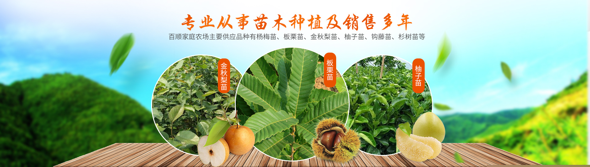 靖州县百顺家庭农场_靖州杨梅苗|靖州苗木|靖州油板栗苗|靖州杨梅苗销售