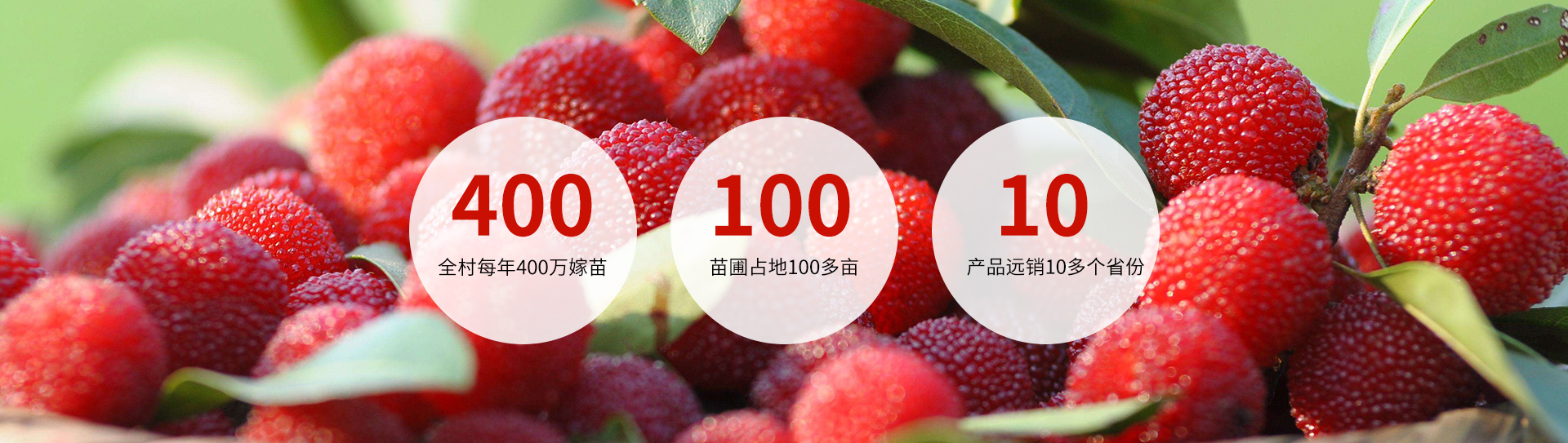 靖州县百顺家庭农场_靖州杨梅苗|靖州苗木|靖州油板栗苗|靖州杨梅苗销售
