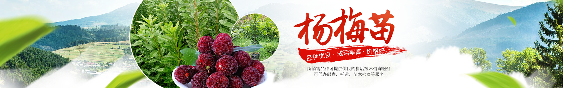 靖州县百顺家庭农场_靖州杨梅苗|靖州苗木|靖州油板栗苗|靖州杨梅苗销售