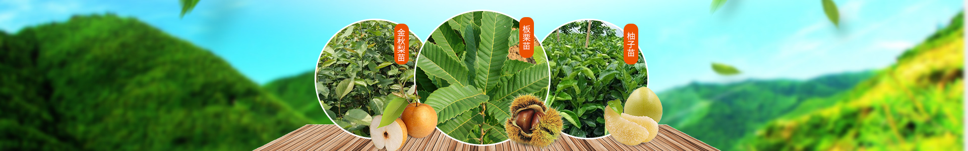 靖州县百顺家庭农场_靖州杨梅苗|靖州苗木|靖州油板栗苗|靖州杨梅苗销售