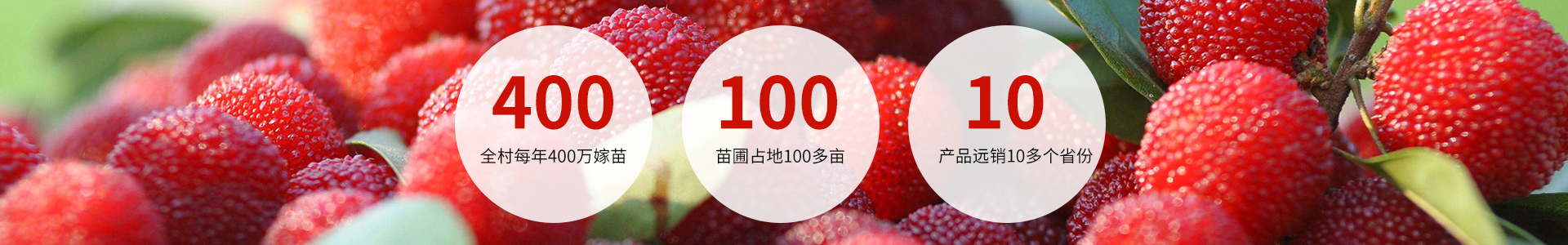 靖州县百顺家庭农场_靖州杨梅苗|靖州苗木|靖州油板栗苗|靖州杨梅苗销售